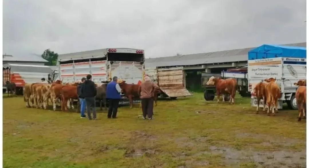 Kastamonu İhsangazi canlı hayvan pazarı 28 Nisan'da yeniden kapılarını açıyor. Belediye duyurusuyla üreticiler ve alıcı…