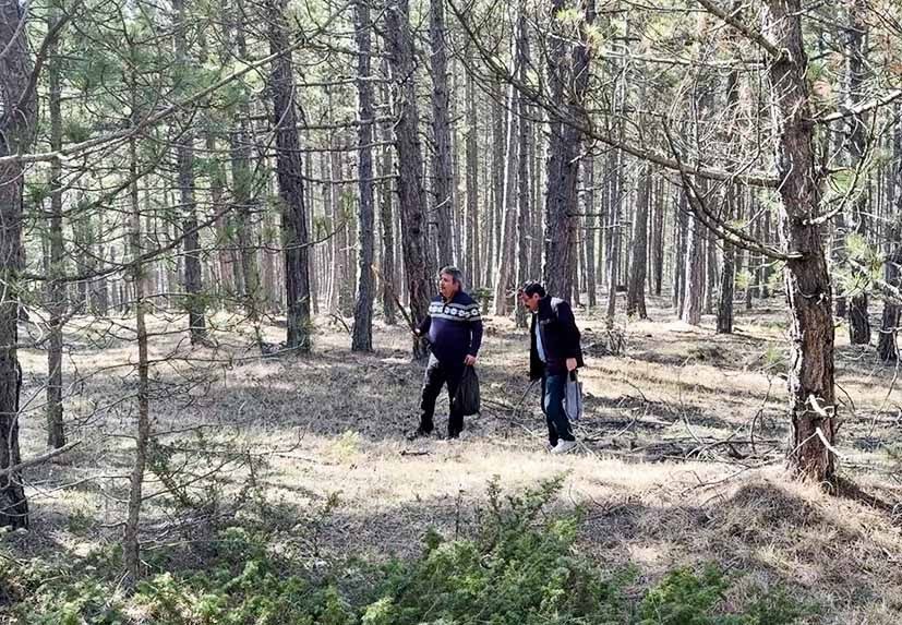 Kastamonu ormanlarında sağanak yağış sonrası kuzugöbeği mantarı bolluğu yaşanıyor. Kilosu 1500 TL'ye kadar çıkan mantar…