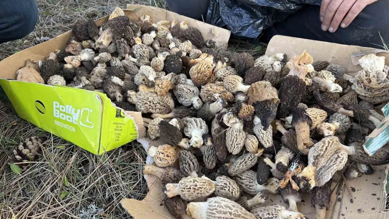 Kastamonu ormanlarında bahar yağmurlarıyla coşan kuzugöbeği mantarı, kilosu 1500 liradan alıcı buluyor. Vatandaşlar Tos…