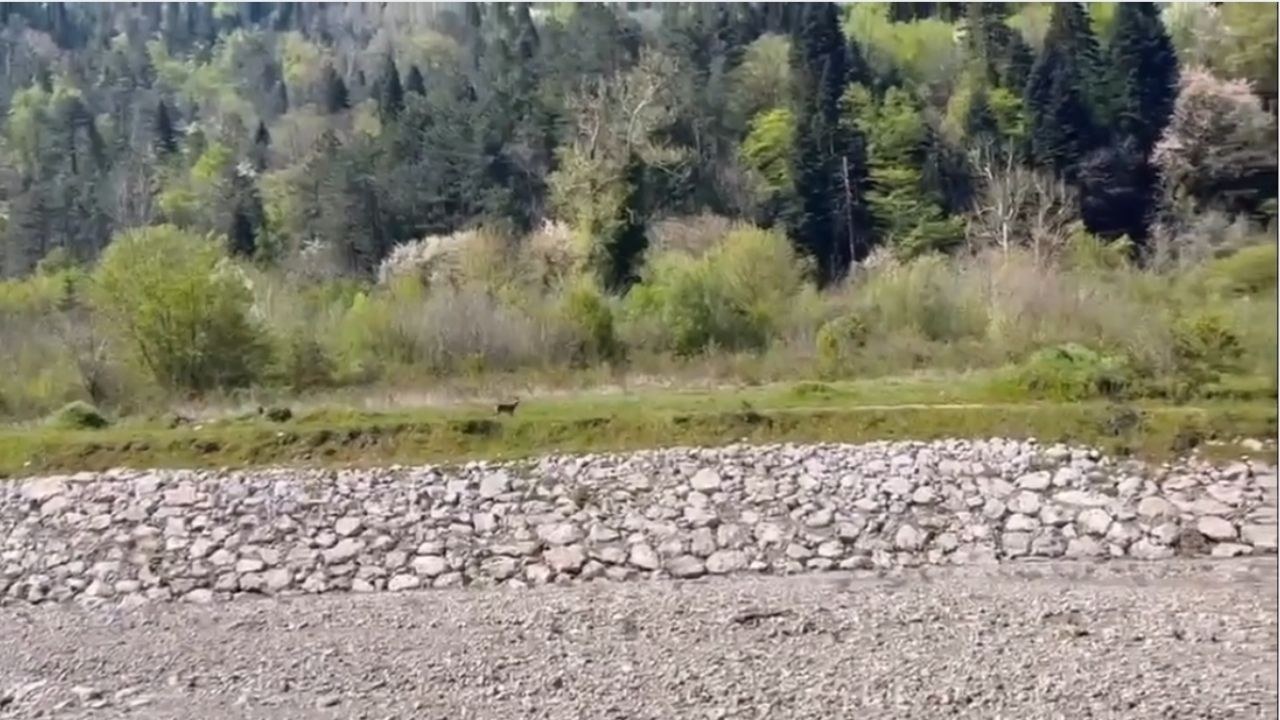 Kastamonu İnebolu'da su içmek için Zarbana Çayı'na inen bir karaca, vatandaşlarca görüntülendi. Doğal yaşamın bu eşsiz …