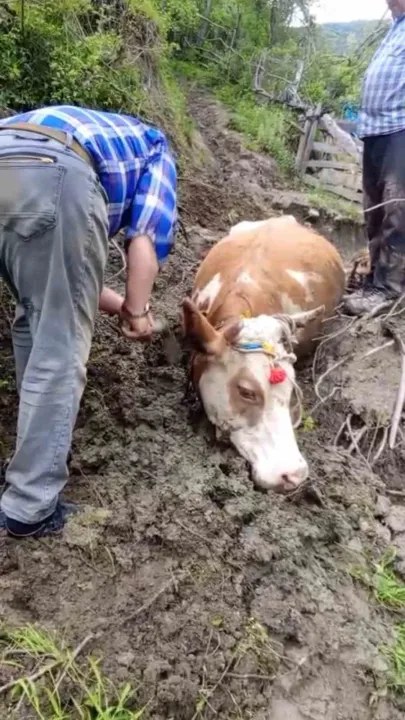 Kastamonu Merkez Mahallesi'nde çamura saplanan Yılmaz Kaya'ya ait büyükbaş hayvan, mahalle sakinlerinin yoğun çabasıyla…