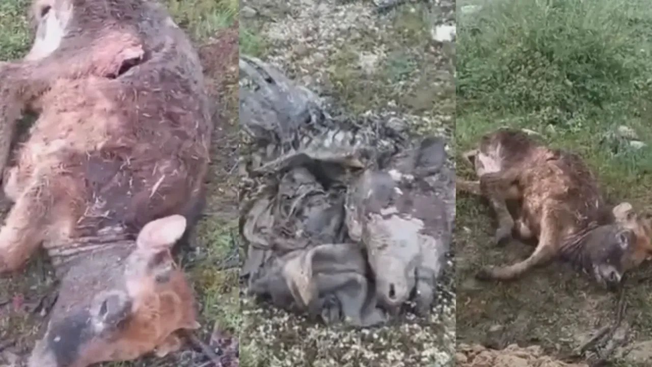Kastamonu Devrekani'de Gölete Atılan Leşler Büyük Tepki Çekti