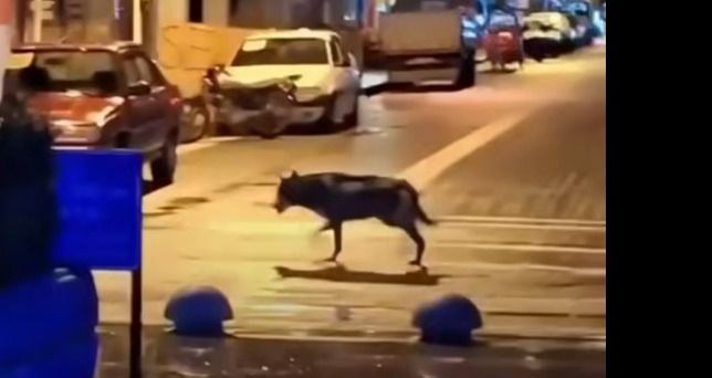 Kastamonu Cumhuriyet Meydanı'nda Kurt Paniği: Görüntüler Ortaya Çıktı