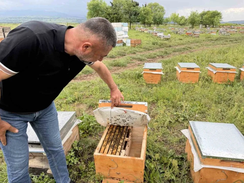Kastamonu'da gezgin arıcılar, Erbaa'daki sel ve Sivas'taki soğuk hava nedeniyle zor durumda kaldı. Yüzlerce kovan sele …